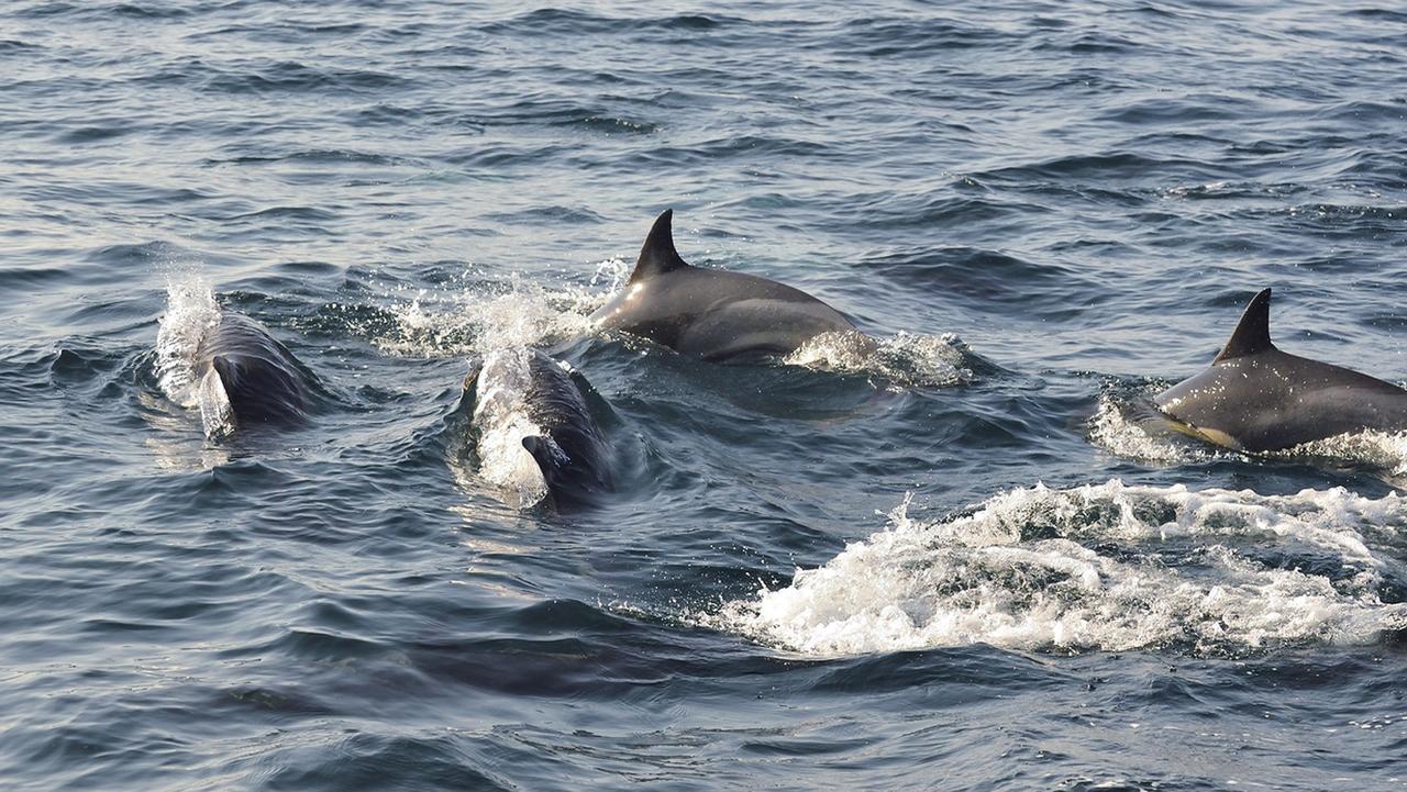 Готель Cois Na Sionna Killimer Екстер'єр фото